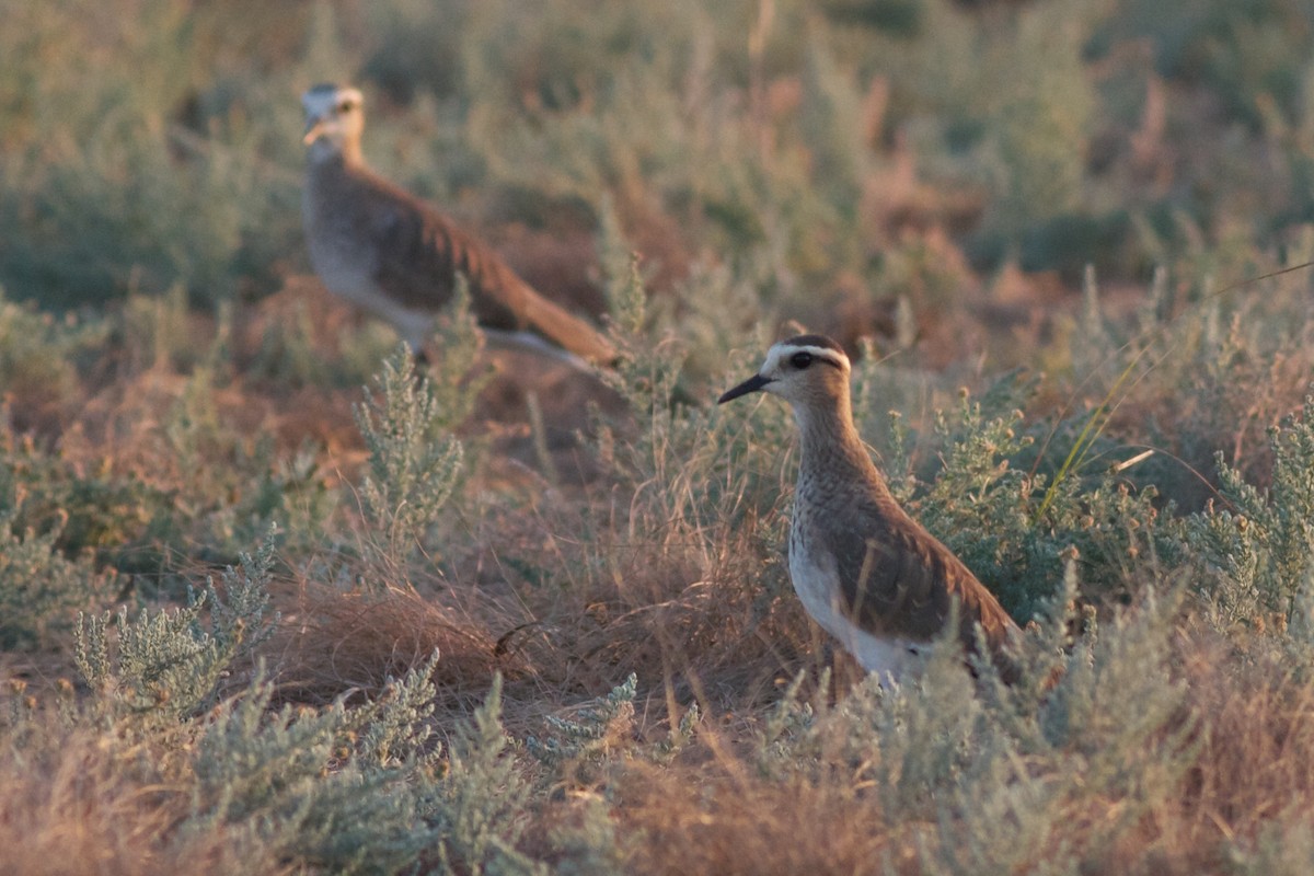 Sociable Lapwing - ML611782677