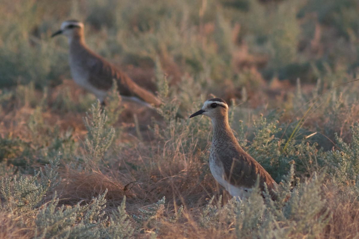 Sociable Lapwing - ML611782679