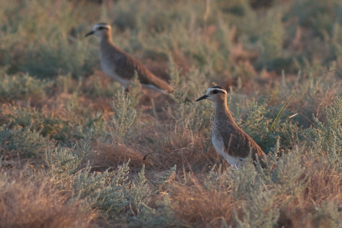 Sociable Lapwing - ML611782682