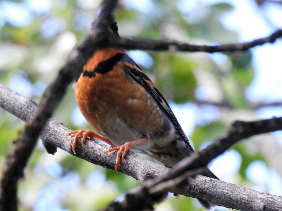 Varied Thrush - ML61178281