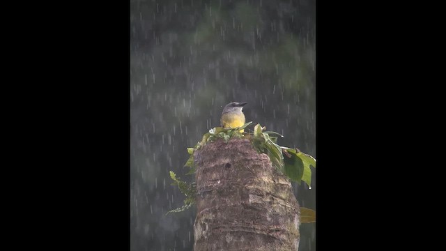 Tropical Kingbird - ML611782867