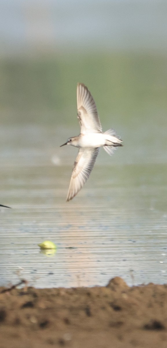 Little Stint - ML611782885