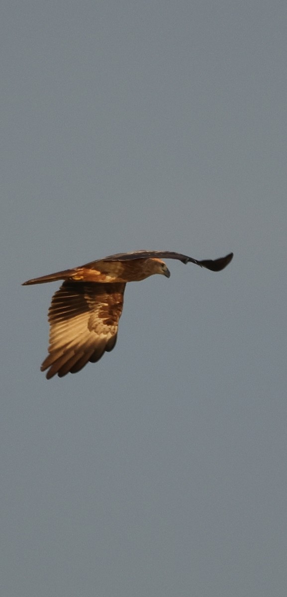 Western Marsh Harrier - ML611782888