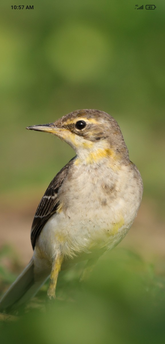 Western Yellow Wagtail - ML611782892