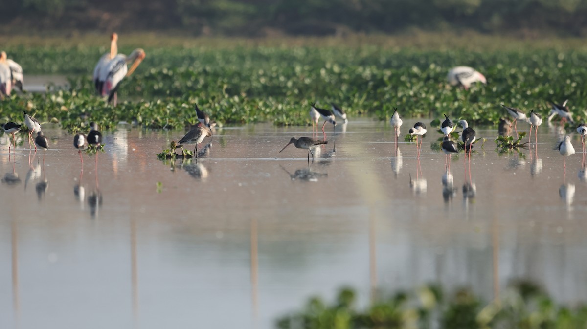 Black-tailed Godwit - ML611782917