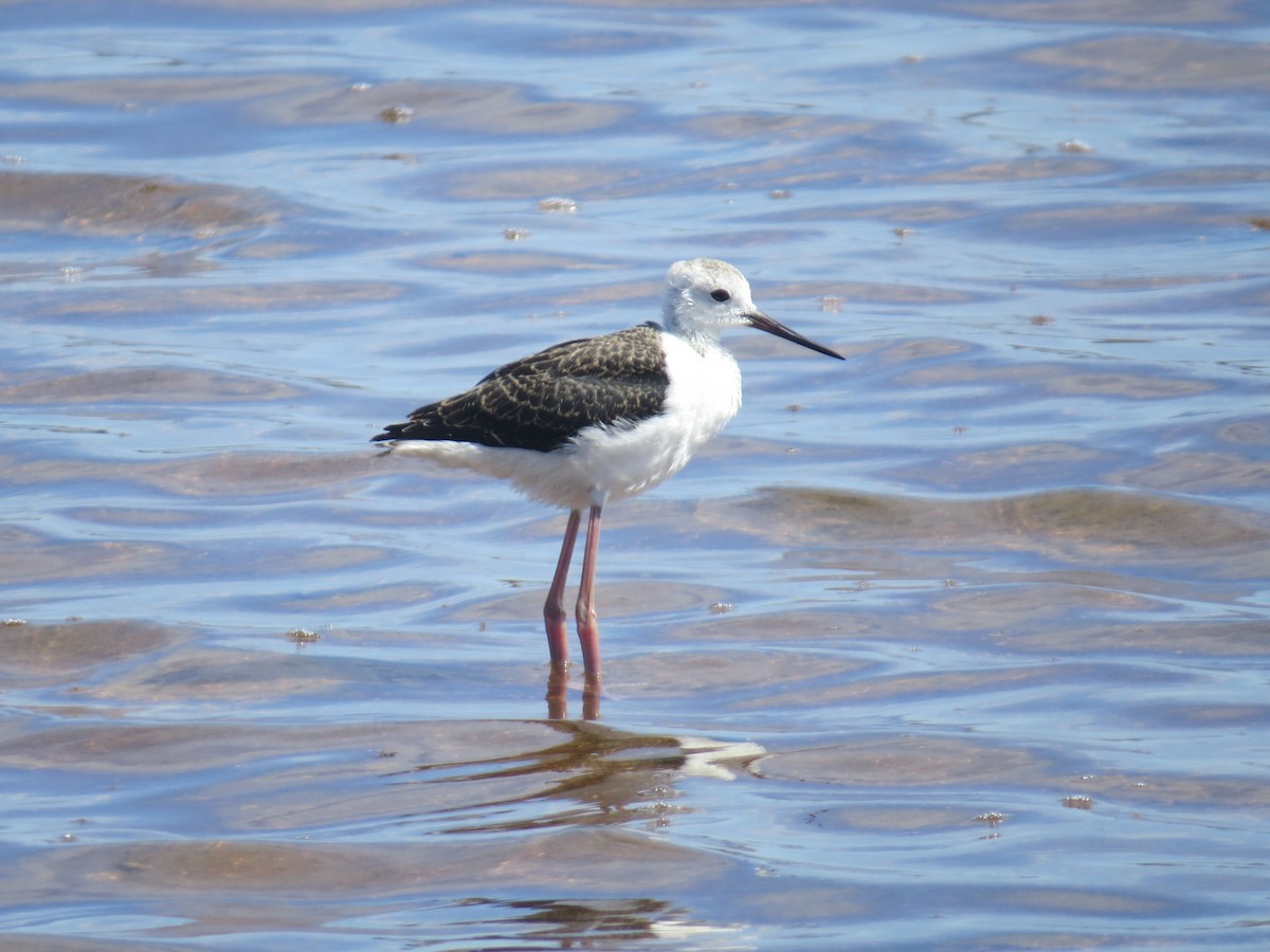 Pied Stilt - Mary Lusk