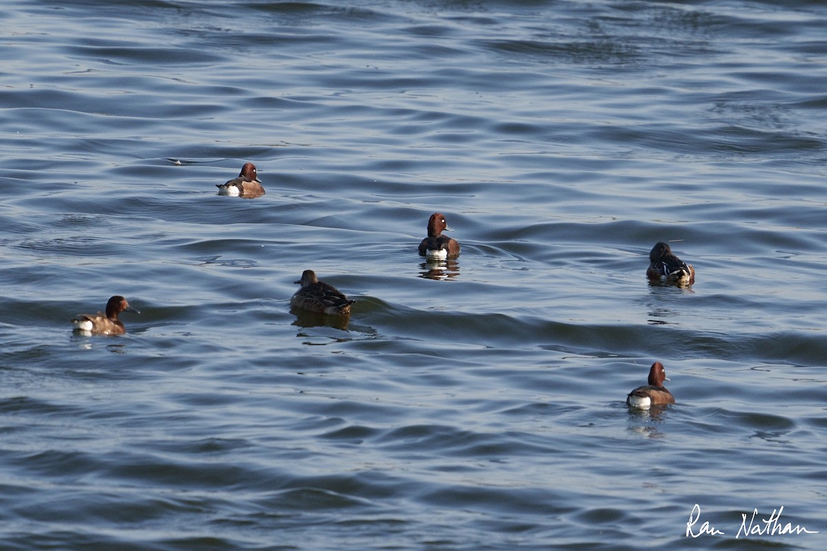 Ferruginous Duck - Ran Nathan