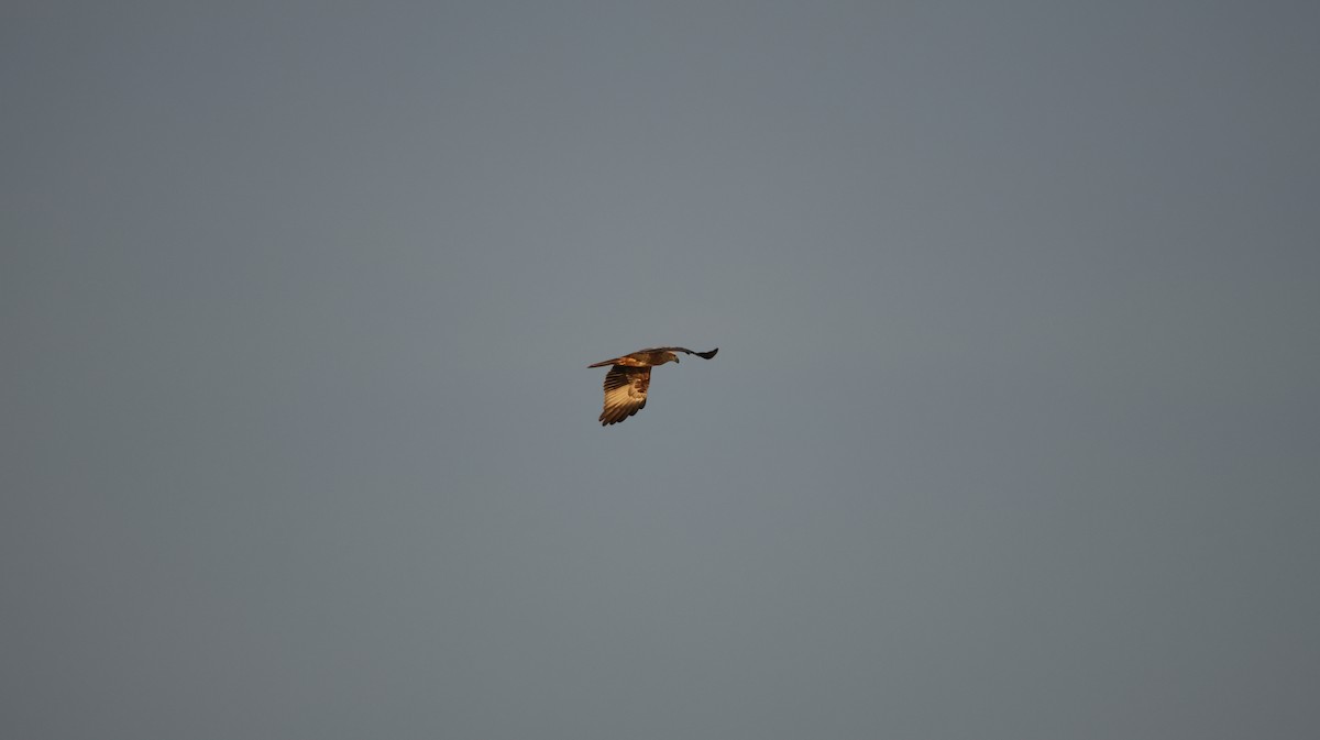 Western Marsh Harrier - ML611783050