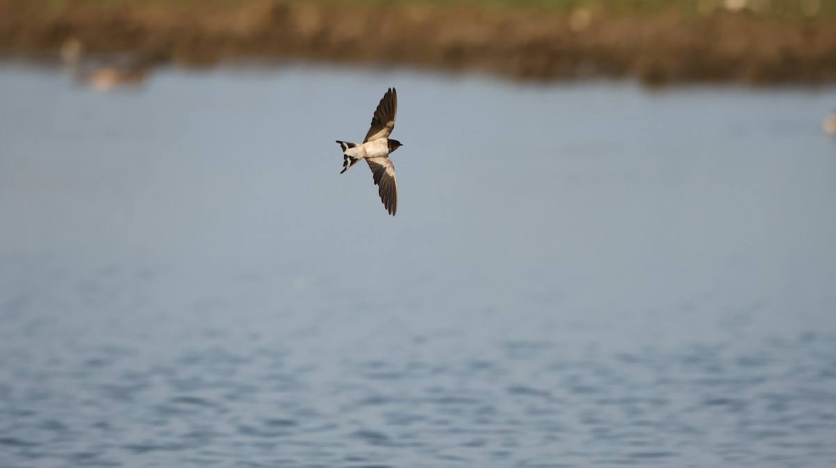 Dusky Crag-Martin - ML611783081