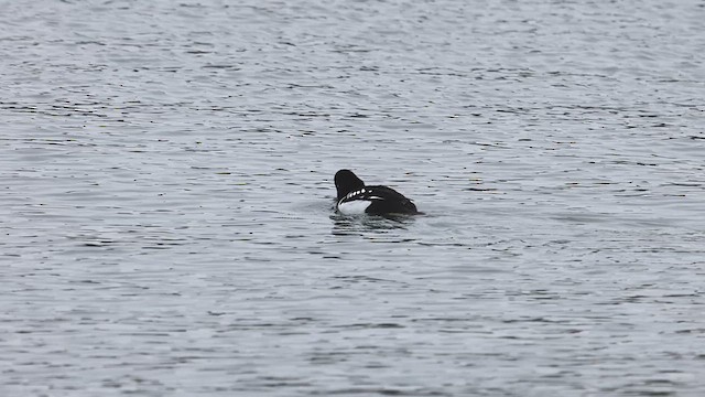 Barrow's Goldeneye - ML611783247