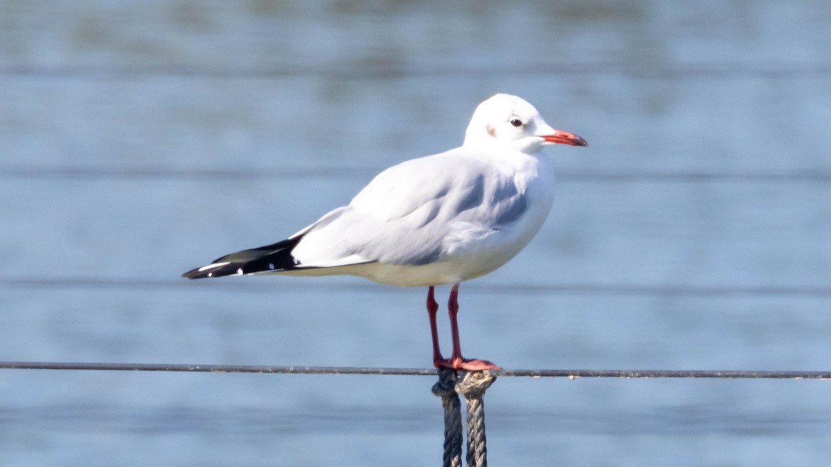 Mouette rieuse - ML611783342