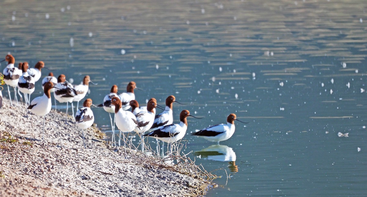 Avocette d'Australie - ML611783412