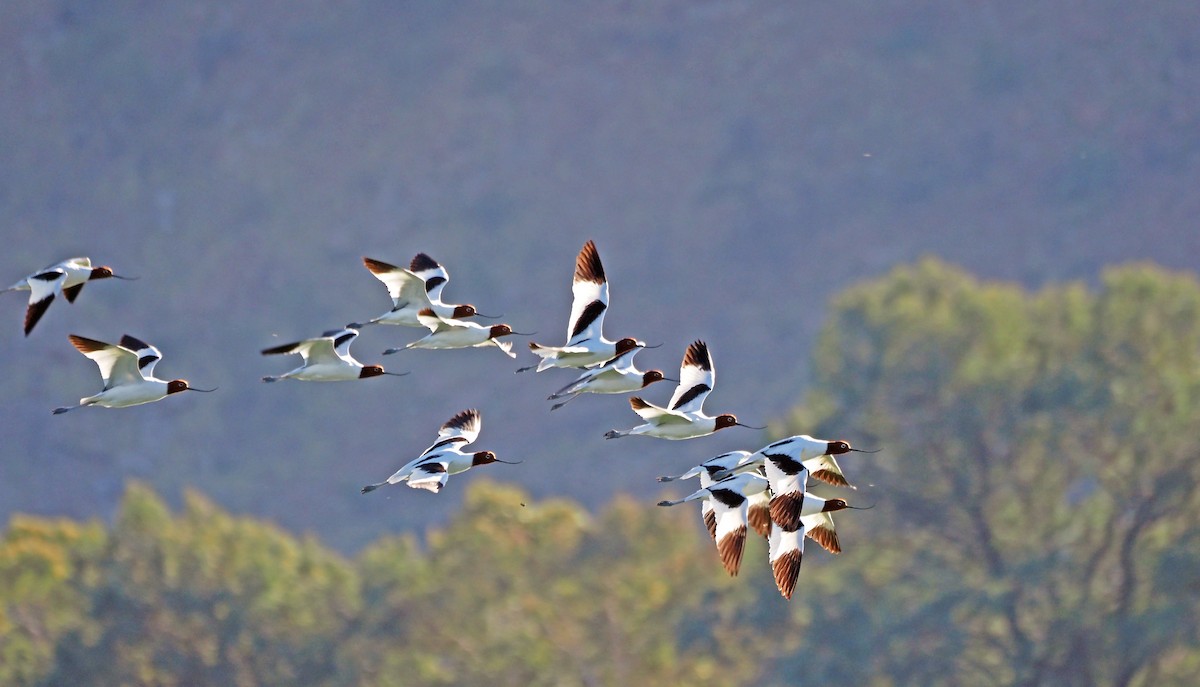 Avocette d'Australie - ML611783419