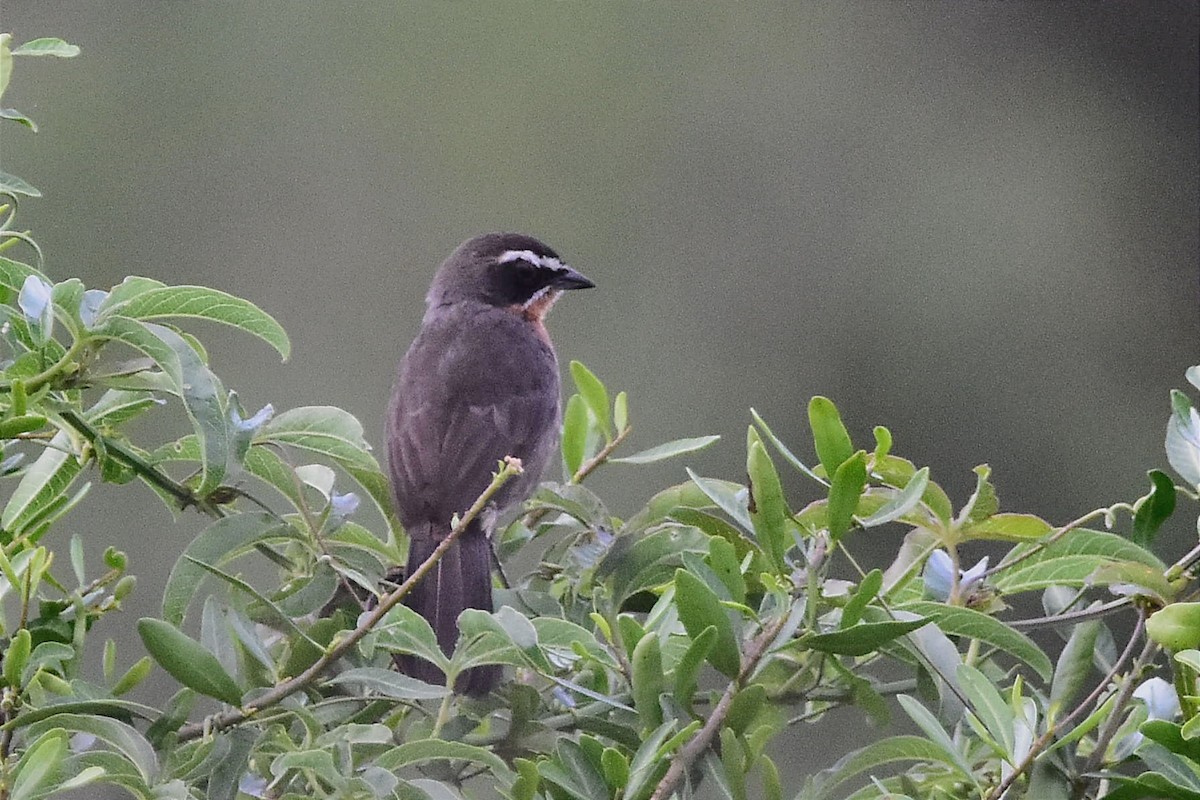 Black-and-rufous Warbling Finch - ML611783484