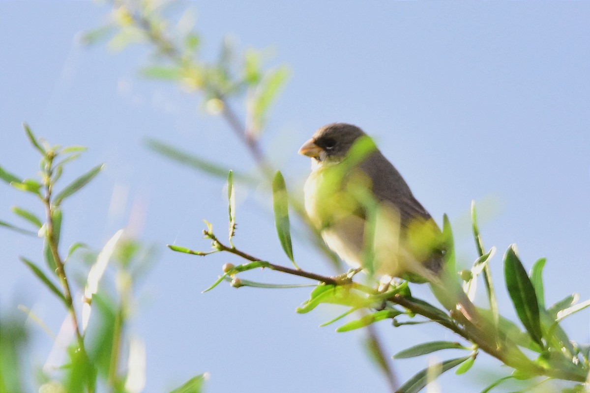 Double-collared Seedeater - ML611783496