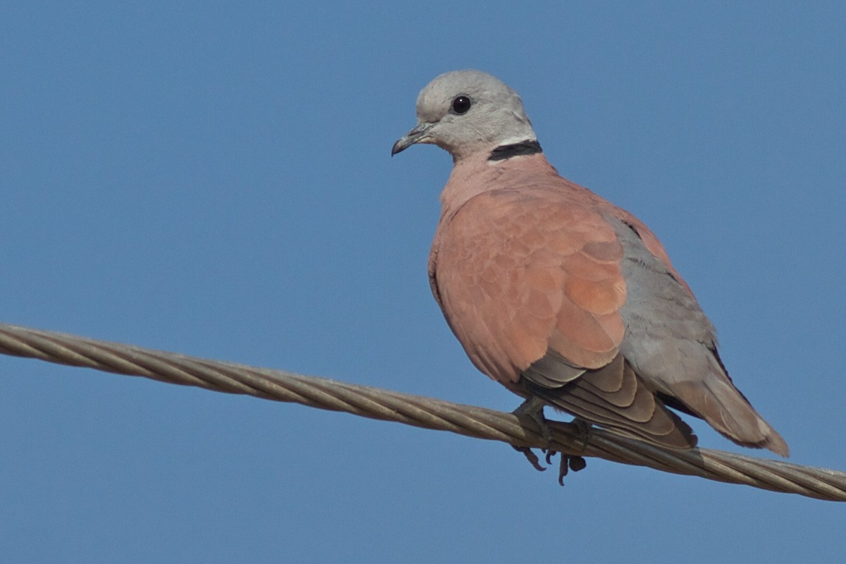 Red Collared-Dove - Robert Tizard