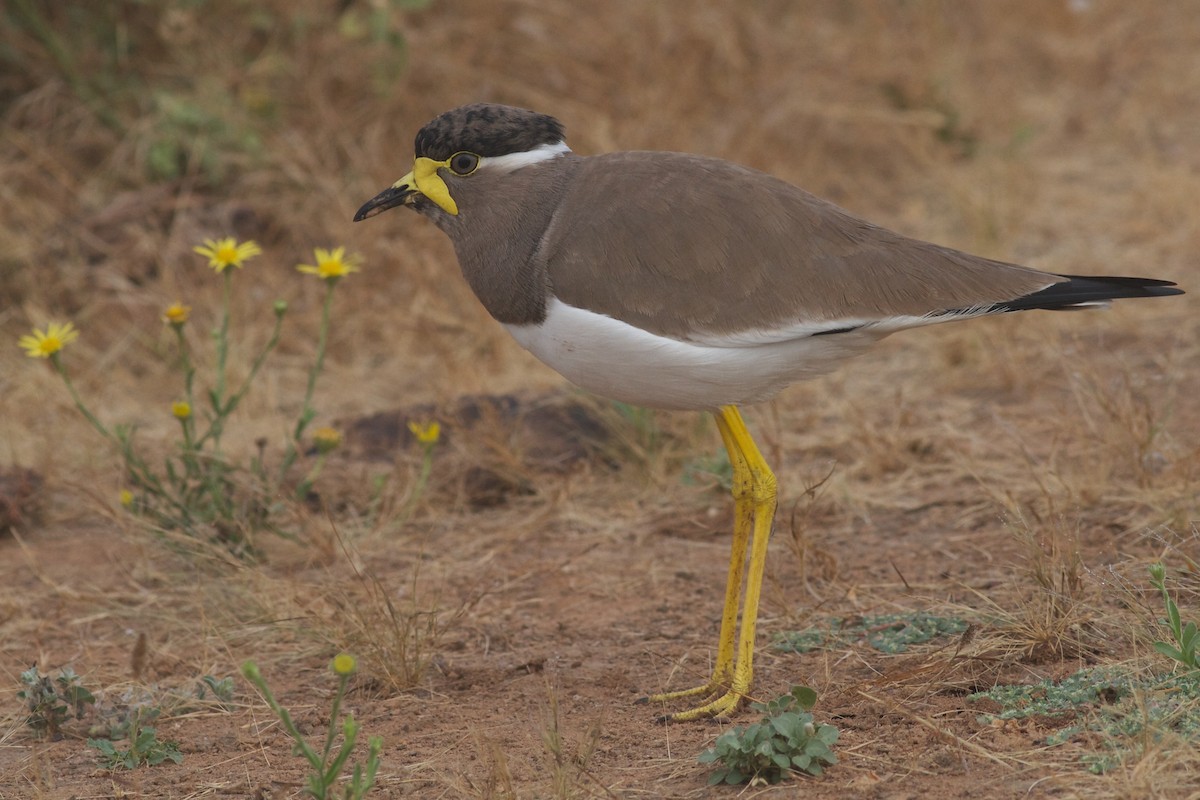 Yellow-wattled Lapwing - ML611783529