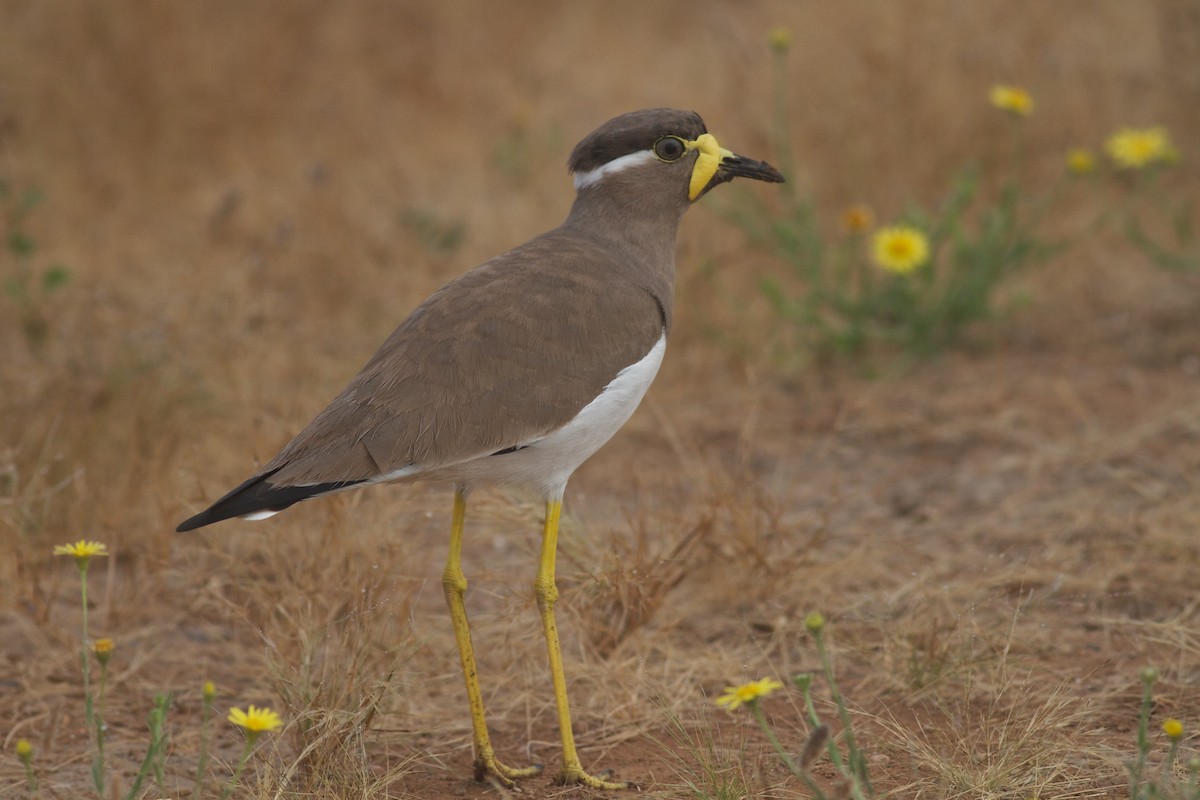 Yellow-wattled Lapwing - ML611783540