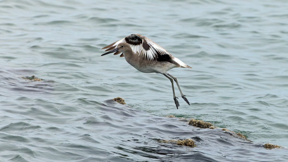 Willet - Karl H (Hoeff ka)