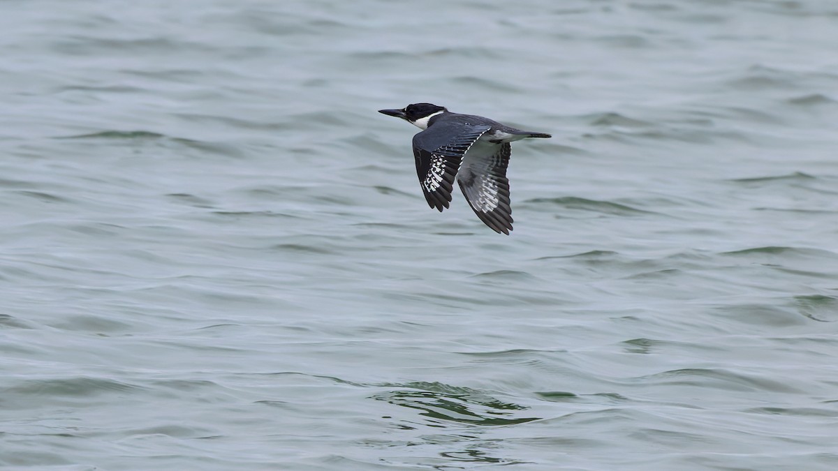 Belted Kingfisher - Karl H (Hoeff ka)