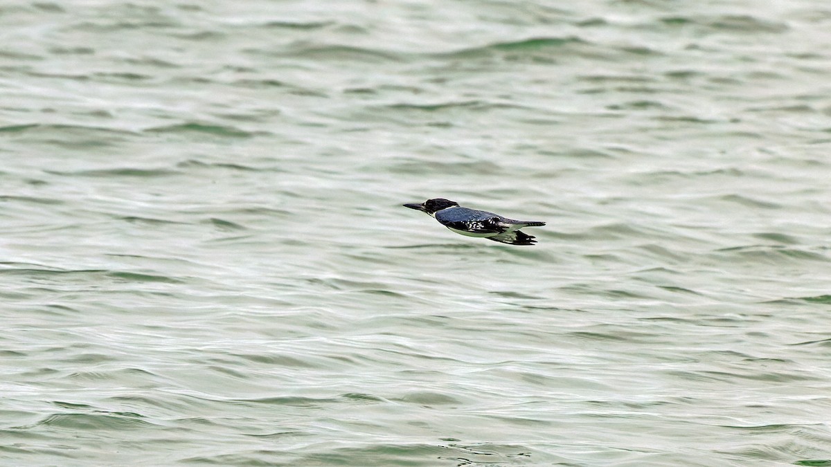 Belted Kingfisher - Karl H (Hoeff ka)