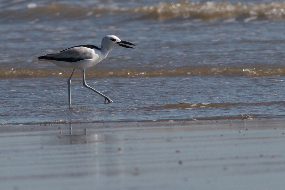 Crab-Plover - Robert Tizard