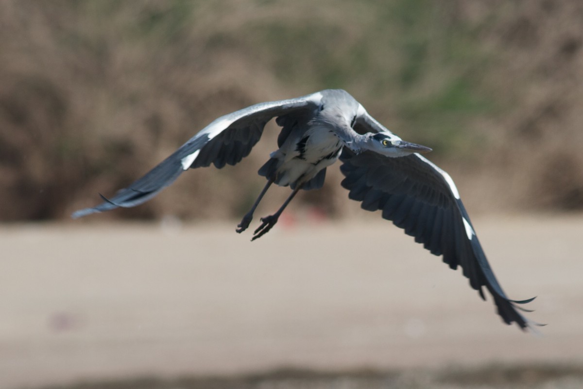 Gray Heron - ML611783662