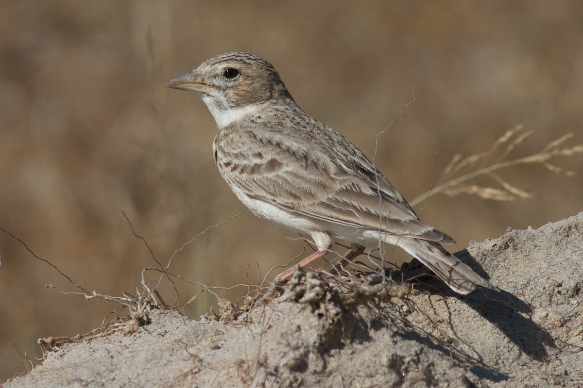 Sand Lark - Robert Tizard