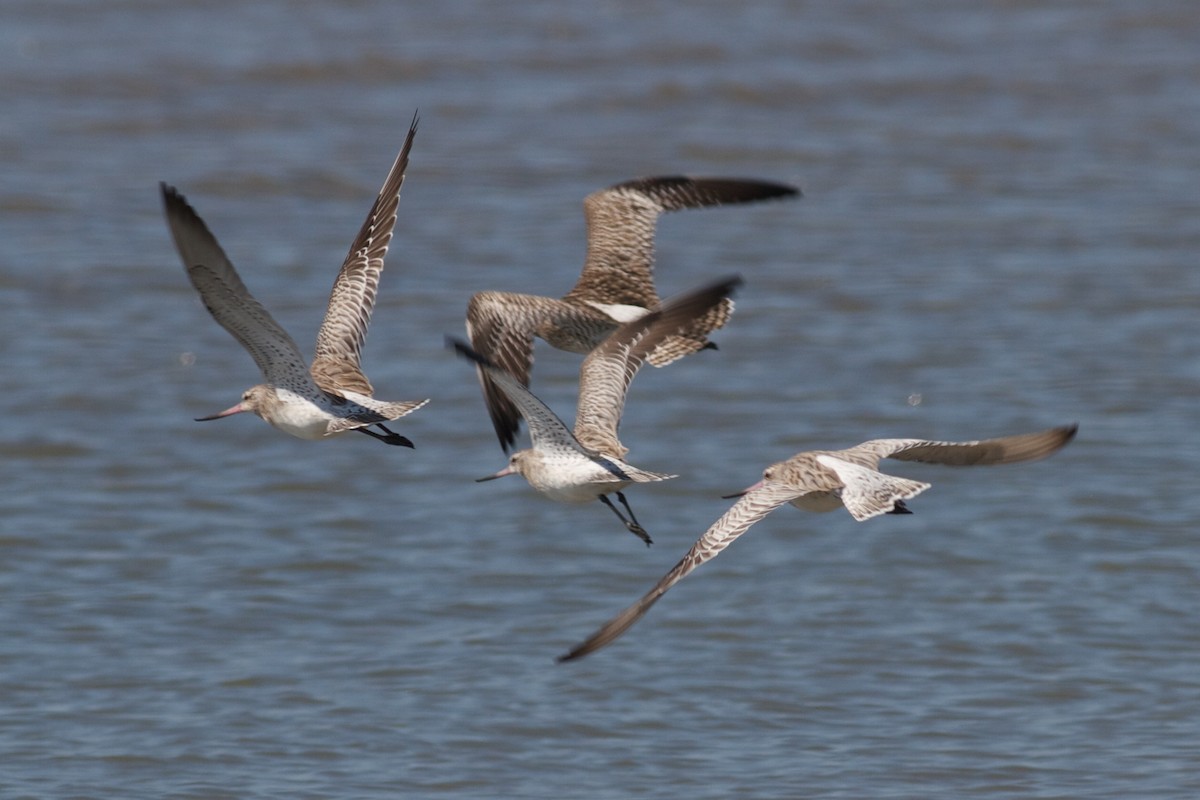 Bar-tailed Godwit - ML611783680