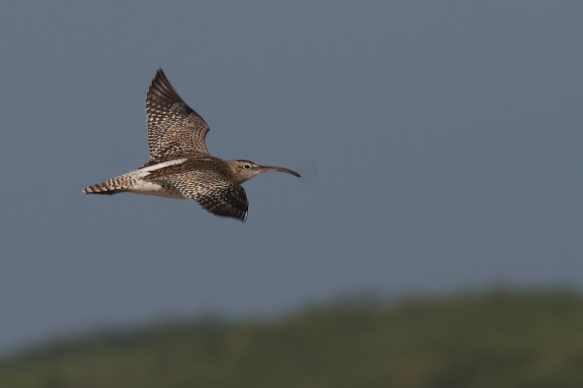 Whimbrel - Robert Tizard