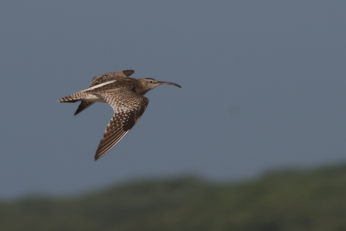 Whimbrel - Robert Tizard