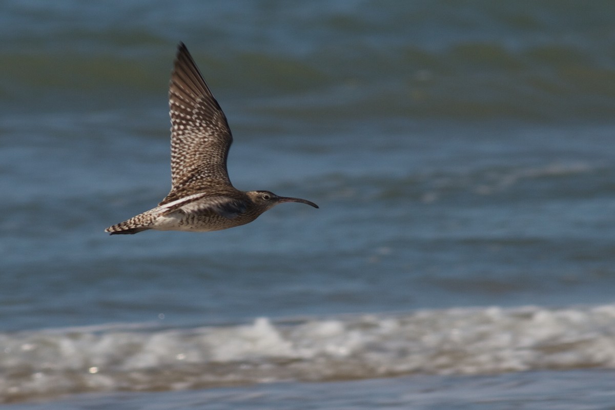 Regenbrachvogel - ML611783696