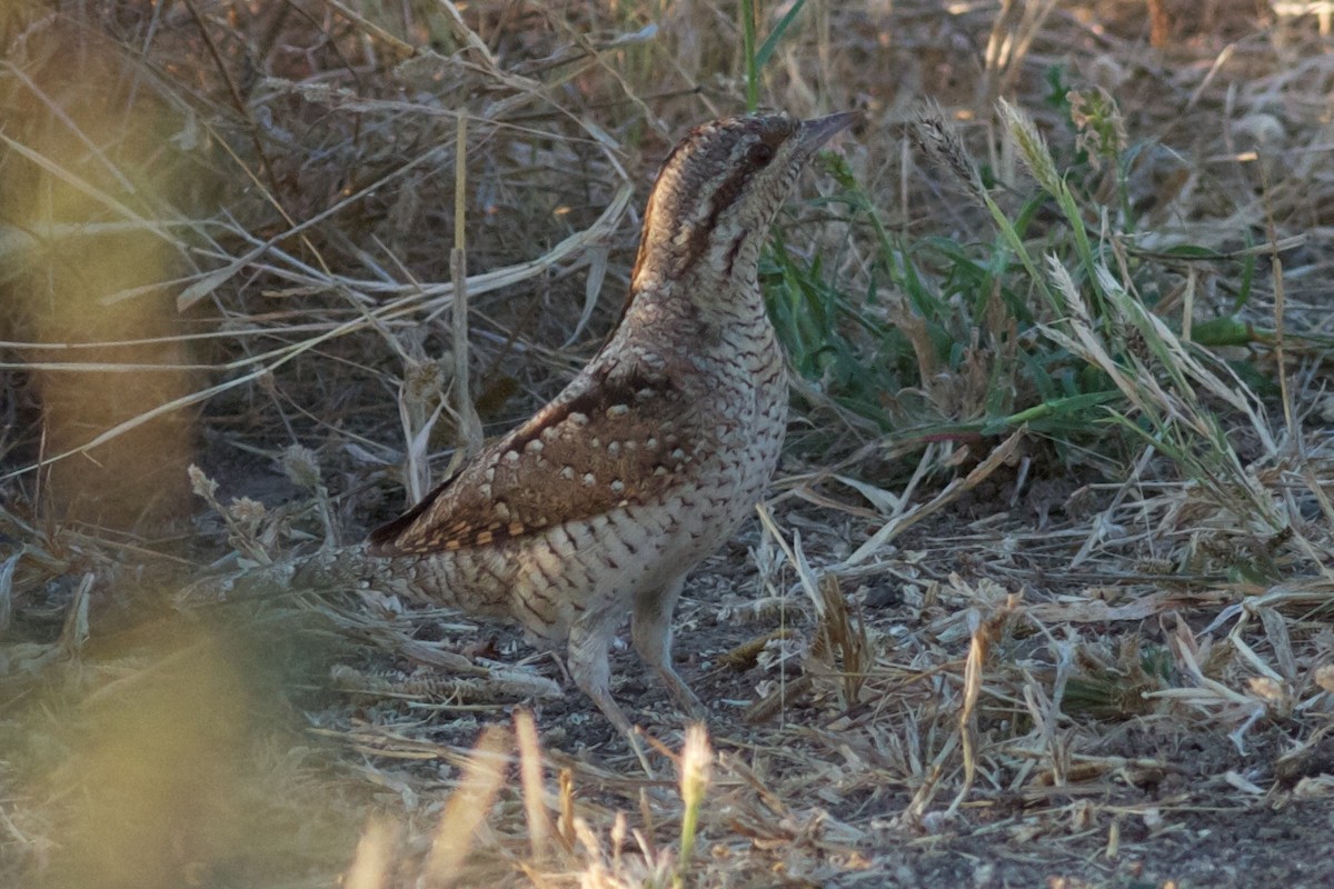 Eurasian Wryneck - Robert Tizard