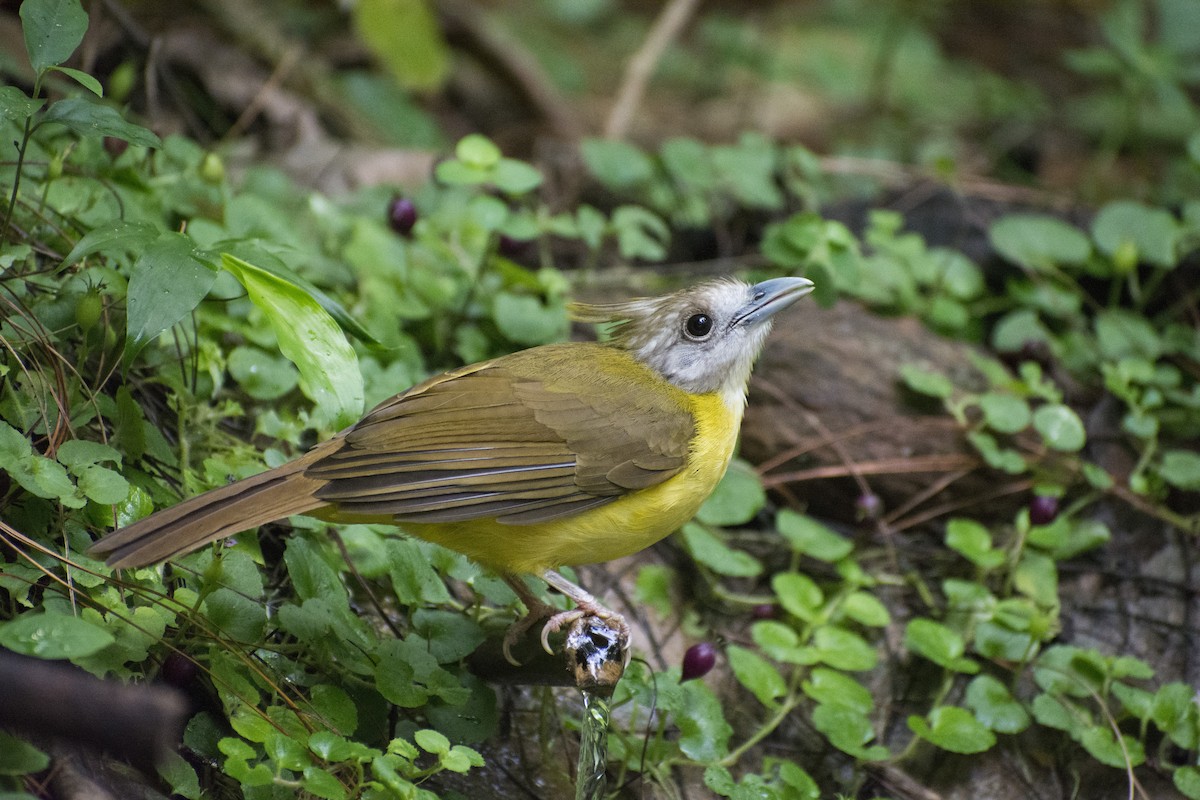 White-throated Bulbul - ML611783788