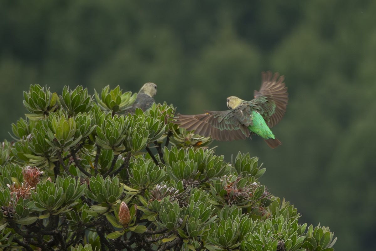 Cape Parrot - Derek Engelbrecht