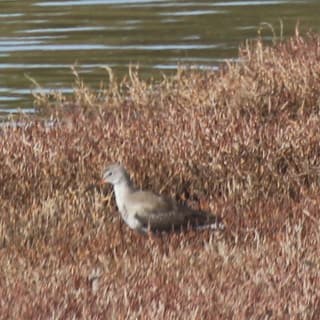 Spotted Redshank - ML611783851