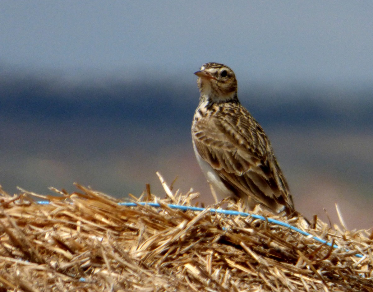 Eurasian Skylark - ML611783853