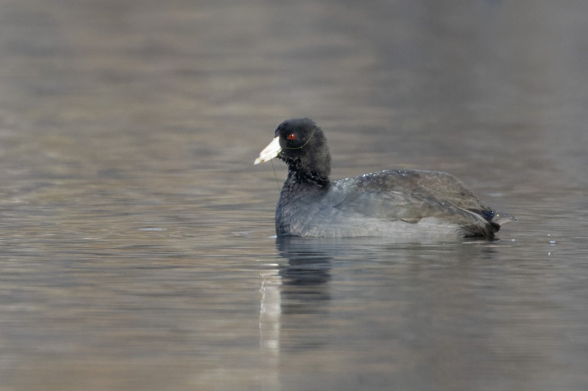 American Coot - ML611783908