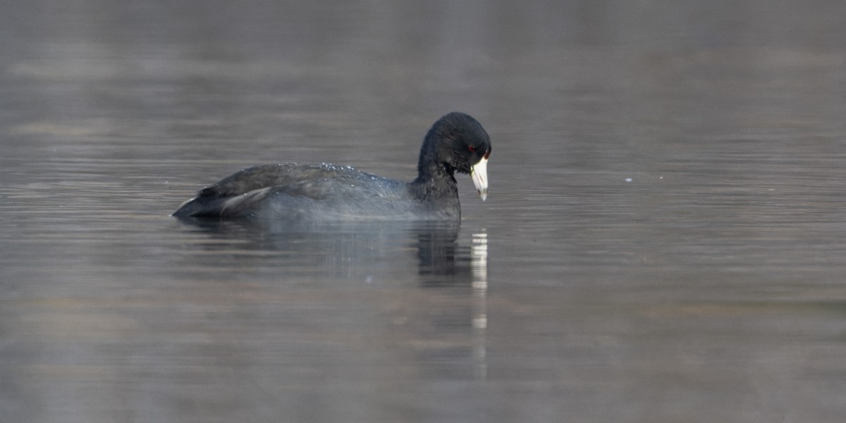 American Coot - patrick horan