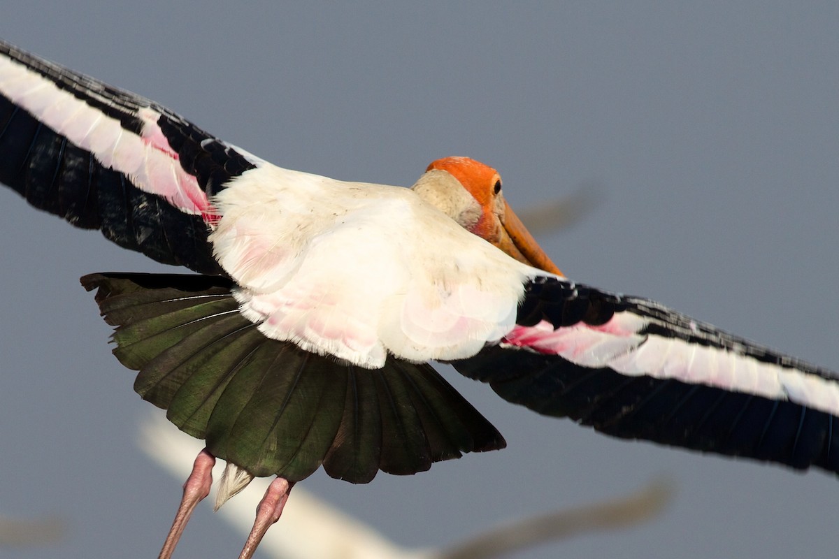 Painted Stork - Robert Tizard