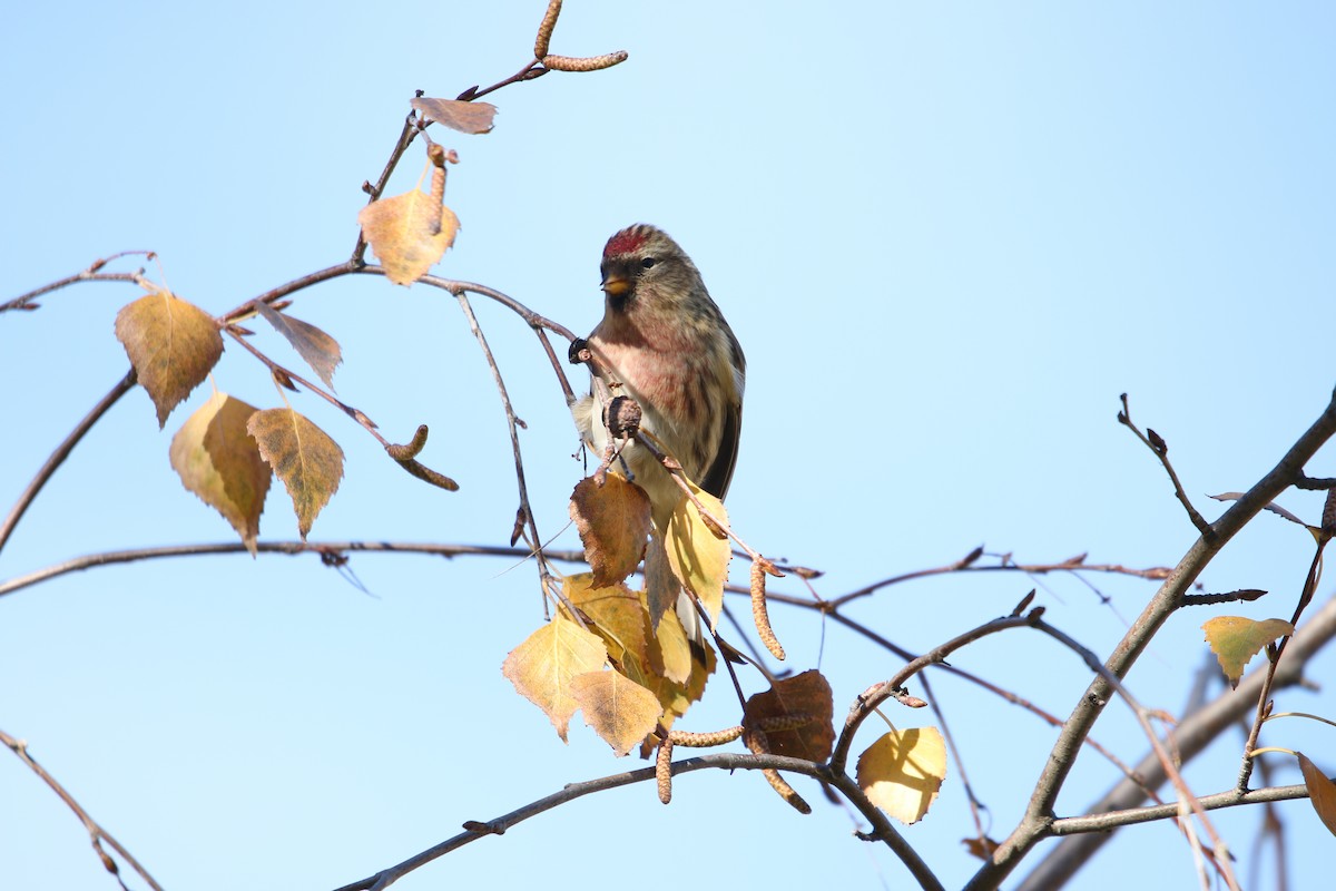 Redpoll (Lesser) - Gonzalo Deán