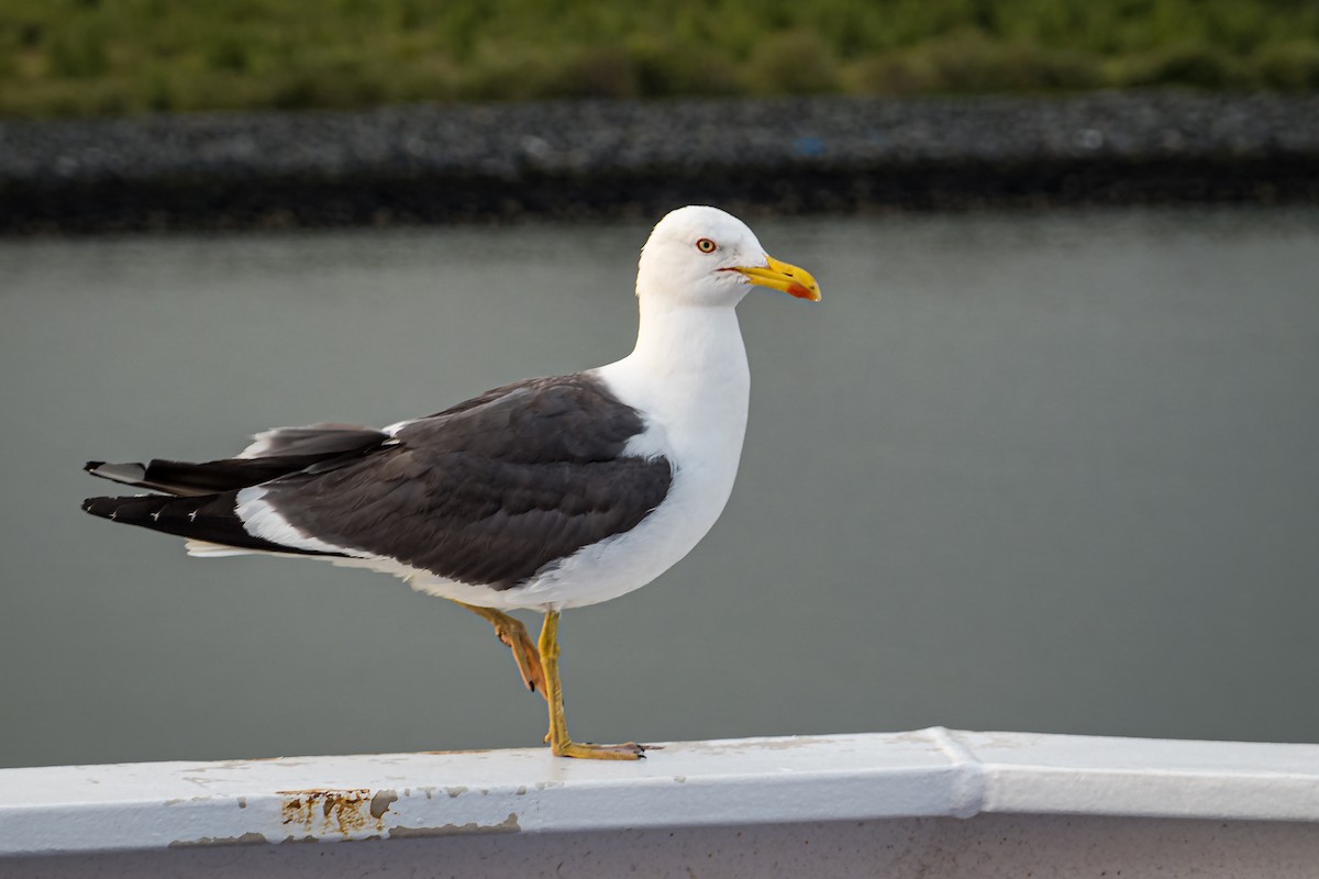 Lesser Black-backed Gull (graellsii) - ML611784070