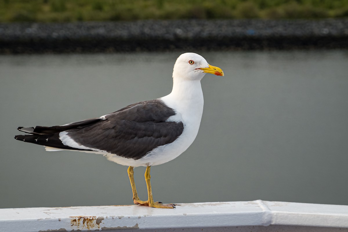 Lesser Black-backed Gull (graellsii) - ML611784071