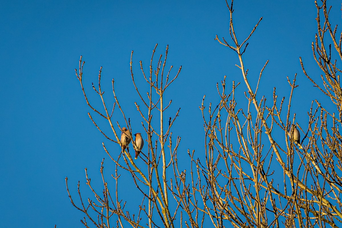 Bohemian Waxwing - ML611784106