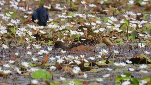 Eurasian Wigeon - ML611784123