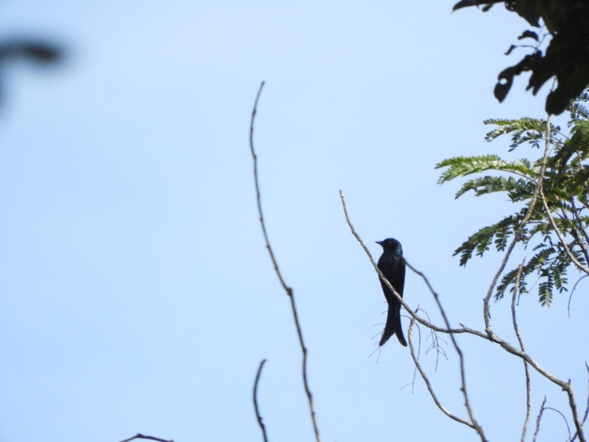 Drongo bronzé - ML611784128