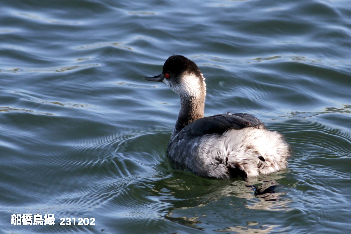 Eared Grebe - ML611784139