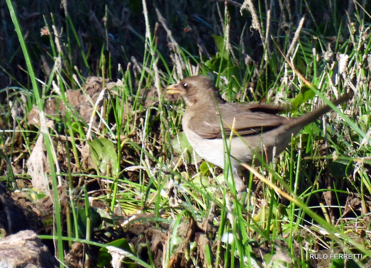 Creamy-bellied Thrush - feliciano osvaldo ferretti