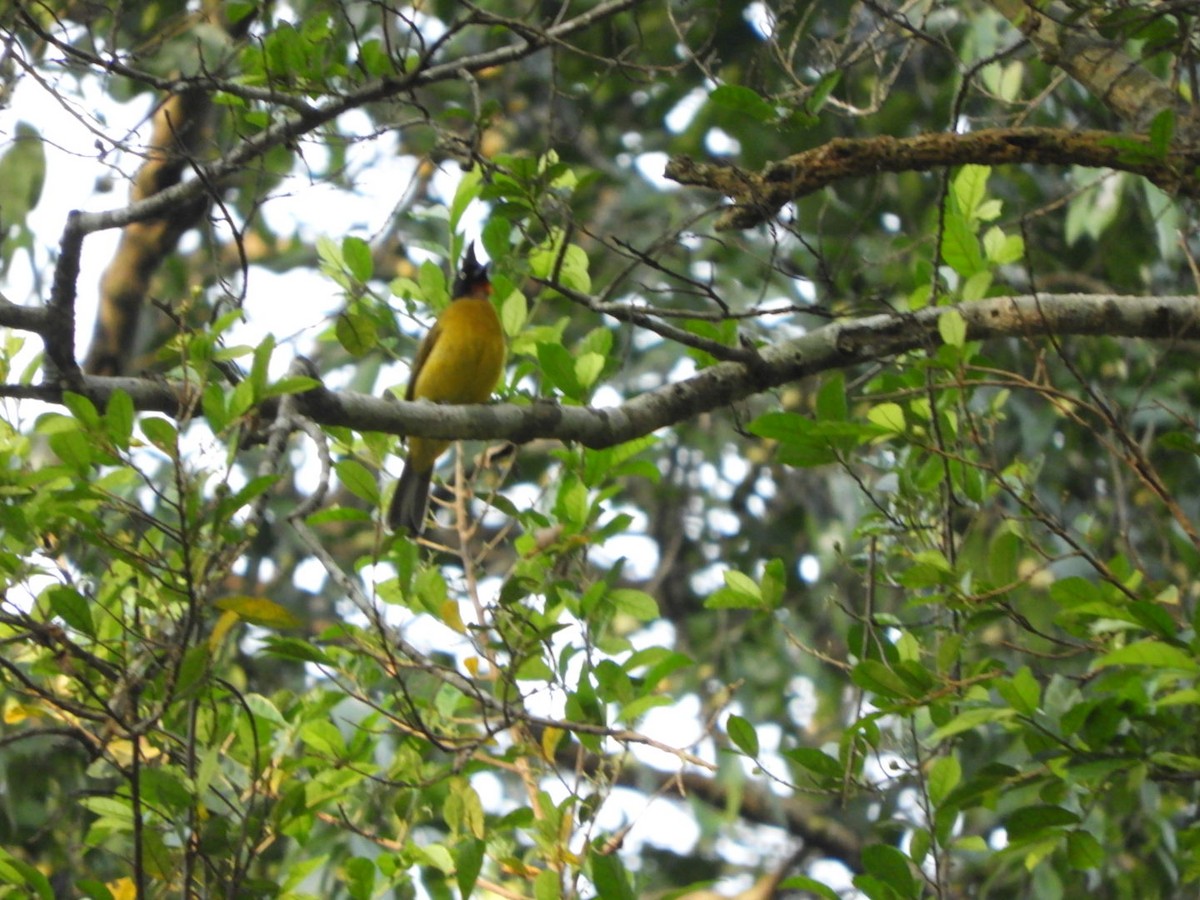 Black-crested Bulbul - ML611784160