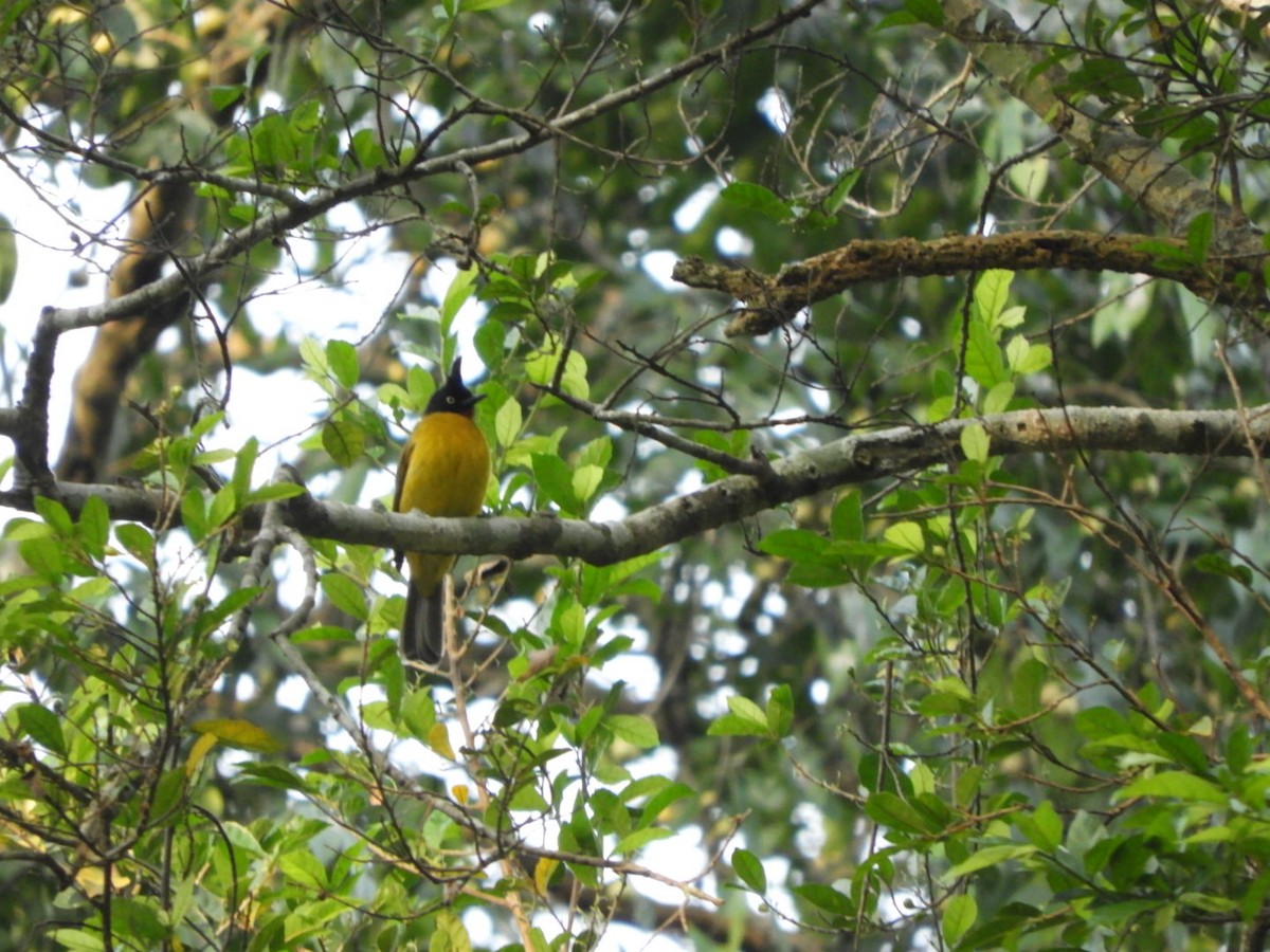 Black-crested Bulbul - ML611784161